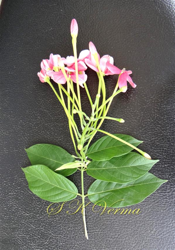  Inflorescence (Spike)